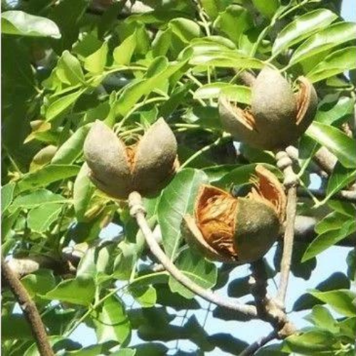 Medicinal plants from Ghana